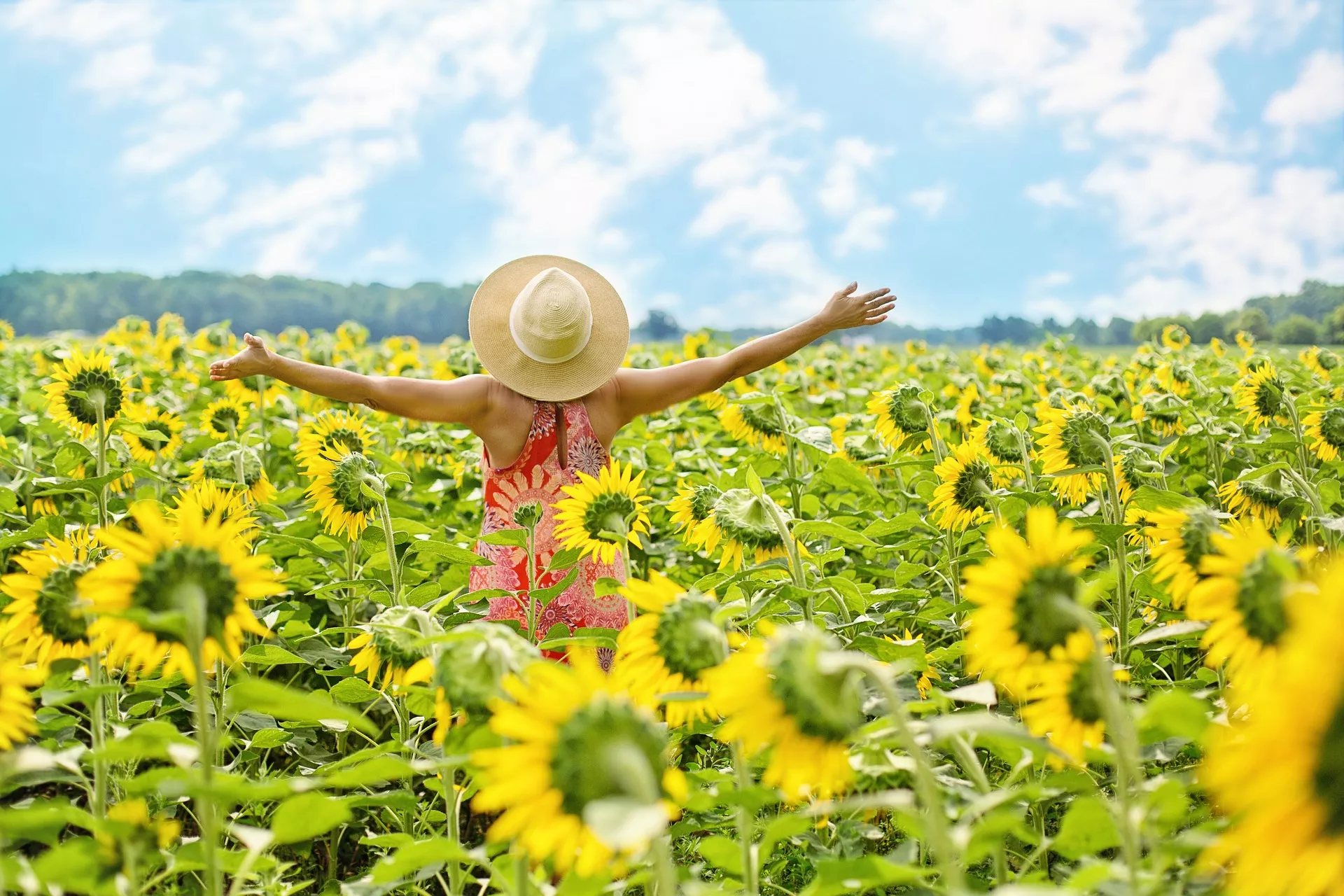 sunflowers-3640938-1920